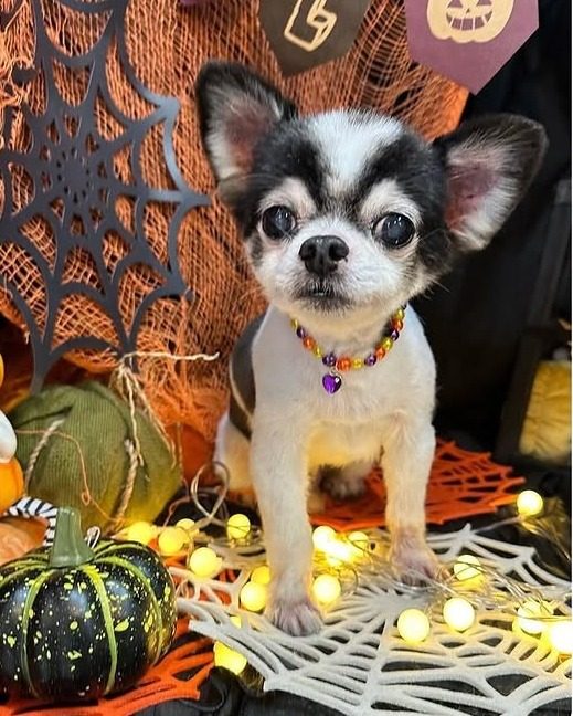 ハロウィンの設えでお仕上げ
