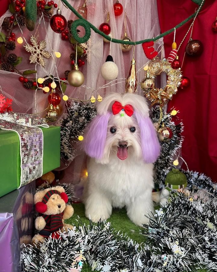 クリスマスの設えでお仕上げ